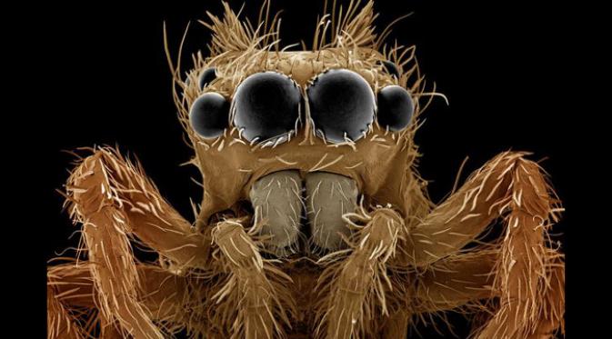 Laba-laba pelompat (foto: Kutub Uddin/Mirror Online)