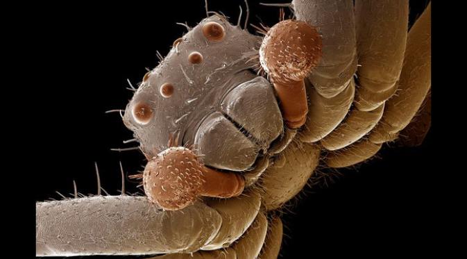 Laba-laba kepiting (foto: Kutub Uddin/Mirror Online)