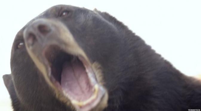 Beruang kaget (foto: BBC Online)