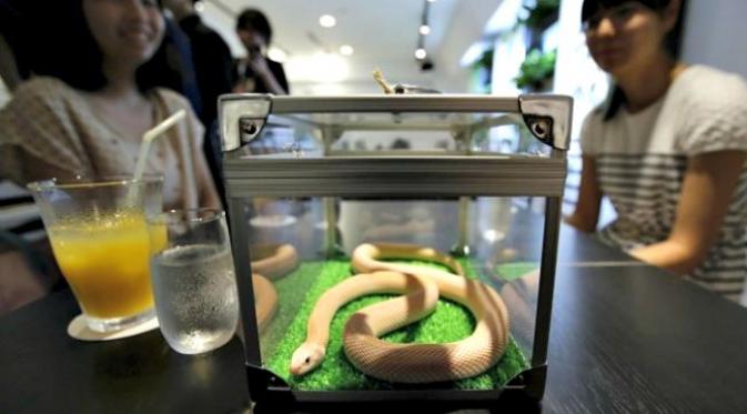 menikmati minuman segar dan ditemani ular eksotis di dalam box kaca