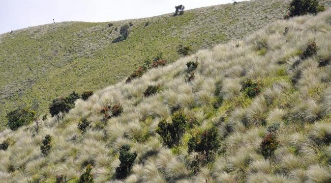 Savana Gunung Merbabu. | via: travelplusindonesia.blogspot.com