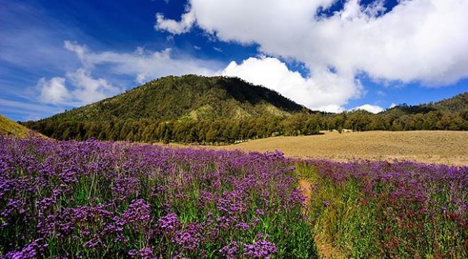 Savana Oro-oro Ombo Gunung Semeru. | via: rezafaisal.net