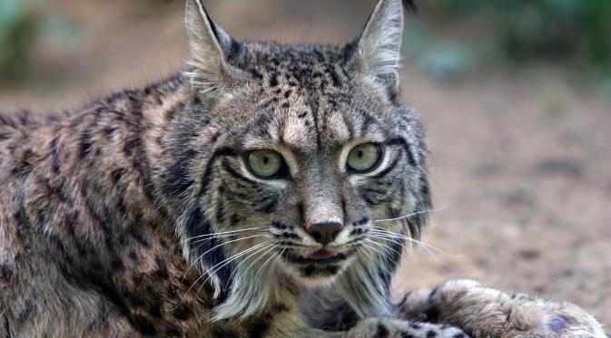Lynx di Spanyol. | via: wildcat-club.org