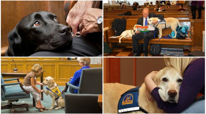 Beberapa anjing penenang yang bertugas di pengadilan. (Metro.co.uk)
