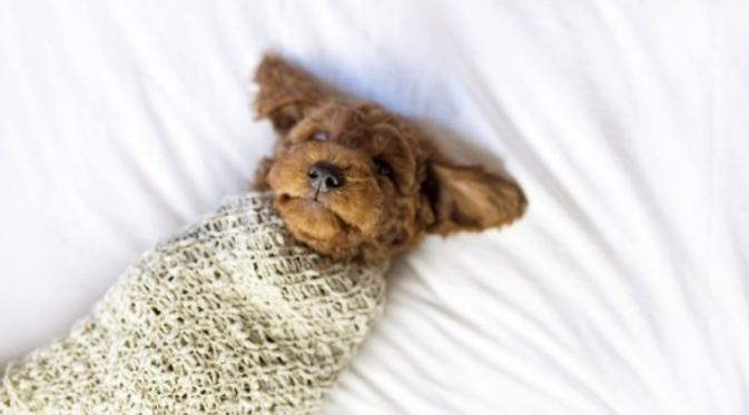 Pasangan ini melakukan photoshoot kelahiran bayi pertama dengan anjing mereka