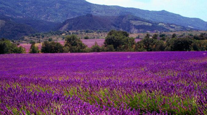 Padang Lavender, Perancis. | via: villaseek.com