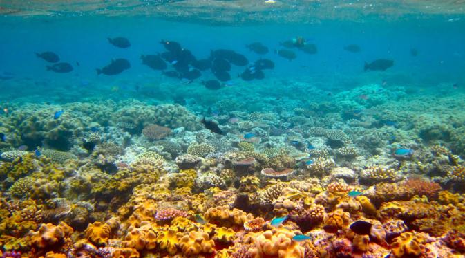 Great Barrier Reef, Australia. | via: lovethesepics.com