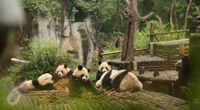 Panda menjadi salah satu hewan kebanggaan Cina. Untuk melestarikan populasi binatang berbulu tebal ini, China mengembangkan sebuah penangkaran panda di Chengdu, Provinsi Sichuan. Foto diambil pada 25 Agustus 2015. (Liputan6.comIsna Setyanova)