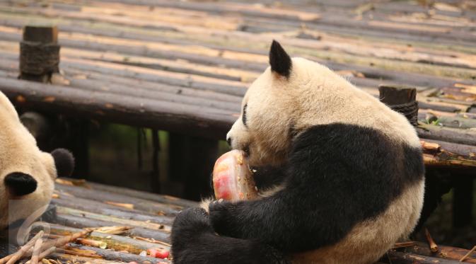 Yuan Run, salah satu panda peliharaan tampak sedang menikmati 'kue ulang tahun' saat merayakan ulang tahunnya yang ke-2 di sebuah penangkaran panda di Chengdu, Provinsi Sichuan. Foto diambil pada 25 Agustus 2015. (Liputan6.comIsna Setyanova)