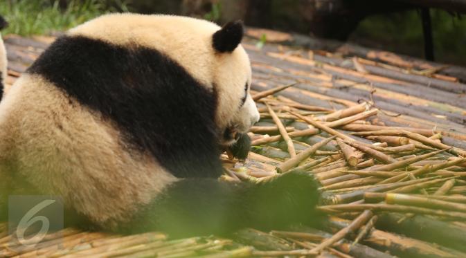 Secara taksonomi, panda termasuk dalam jenis karnivora. Namun, pada kenyataannya bambu menjadi salah satu makanan yang disukai panda (Liputan6.com/Isna Setyanova)