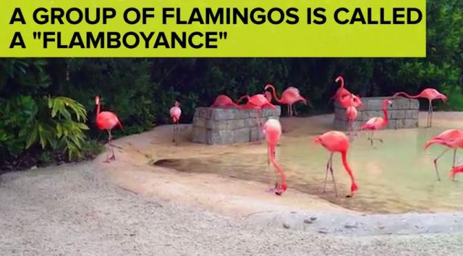 Dalam Bahasa Inggris, kumpulan Burung Flamingo disebut 