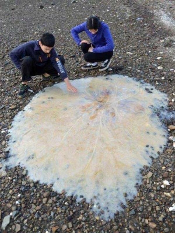 Jellyfish raksasa (Via: abc.net.au)