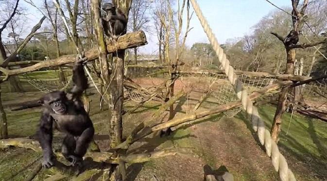 Salah satu adegan sebelum Tushi, sang simpanse betina merusak drone yang terbang (dailymail.co.uk)