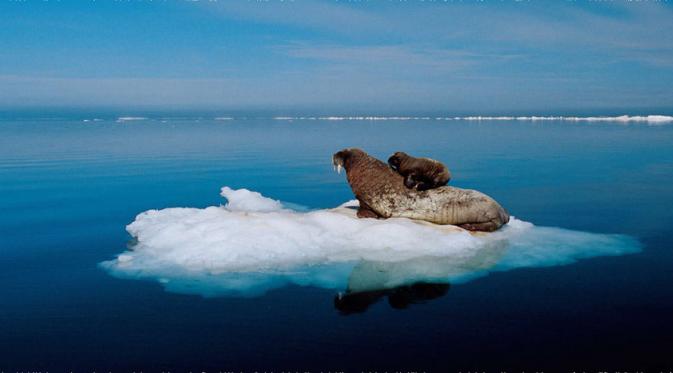 10 Bukti Kutub Juga Punya Pesona di Celah Dinding-dinding Es. | via: National Geographic/Paul Nicklen