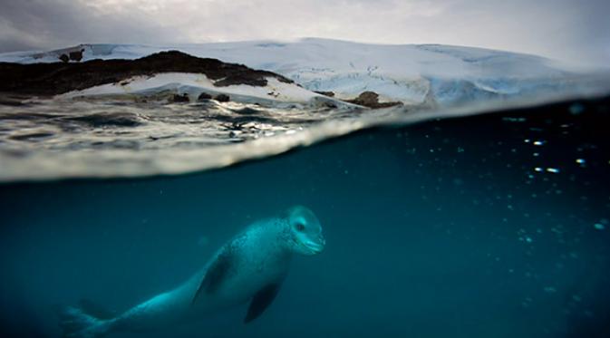 10 Bukti Kutub Juga Punya Pesona di Celah Dinding-dinding Es. | via: National Geographic/Paul Nicklen