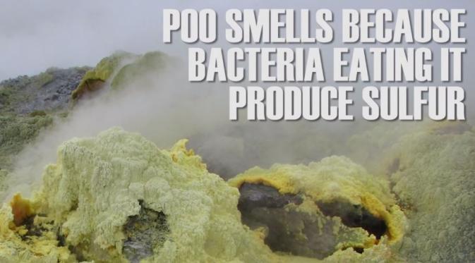 Bau tidak sedap pada kotoran manusia disebabkan karena bakteri yang memakan sisa makanan dalam perut menghasilkan belerang. (Via: youtube.com/BuzzfeedVideo)