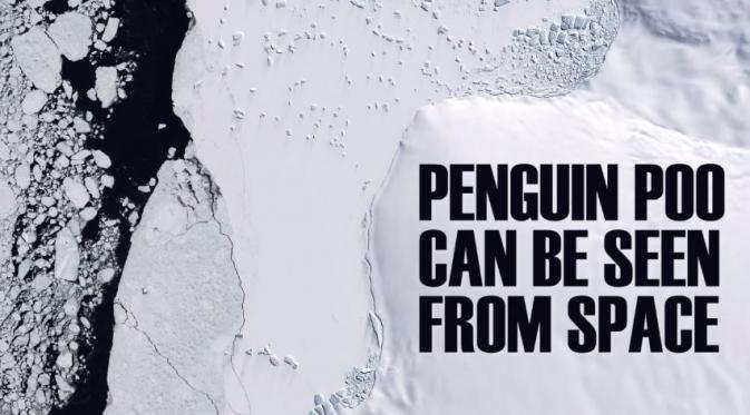 Kotoran pinguin bisa dilihat dari luar angkasa. (Via: youtube.com/BuzzfeedVideo)