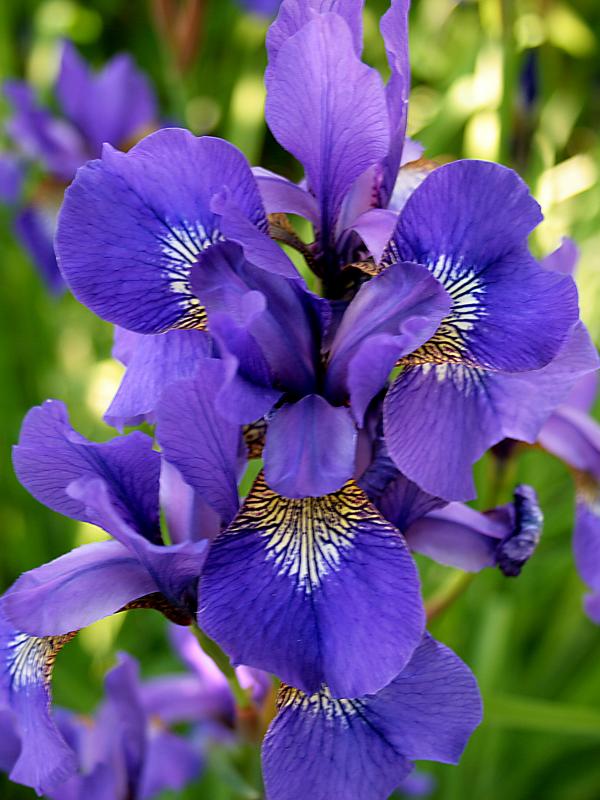 Iris (Via: commons.wikimedia.org)