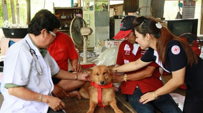 Kisah inspiratif, Pui si anjing Thailand yang menyelamatkan nyawa bayi dibuang ke tong sampah | Via: godvine.com