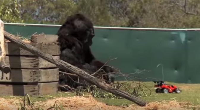 Gorila palsu ngerjain pengunjung kebun binatang Australia :D | Via: youtube.com