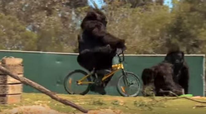 Gorila palsu ngerjain pengunjung kebun binatang Australia :D | Via: youtube.com