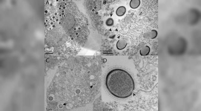 Mollivirus siberium disebut raksasa karena ukuran virus ini lebih besar dari setengah micron atau sekitar seperseribu milimeter (0.00002 per inci).