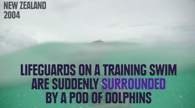 Lumba-lumba menyelamatkan seorang perenang dari Hiu Putih (Via: youtube.com)