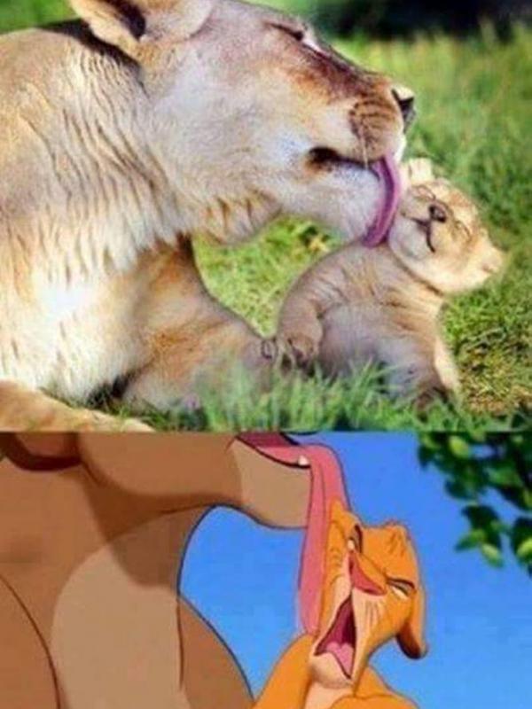 Gambar nyata dari film The Lion King | Via: facebook.com