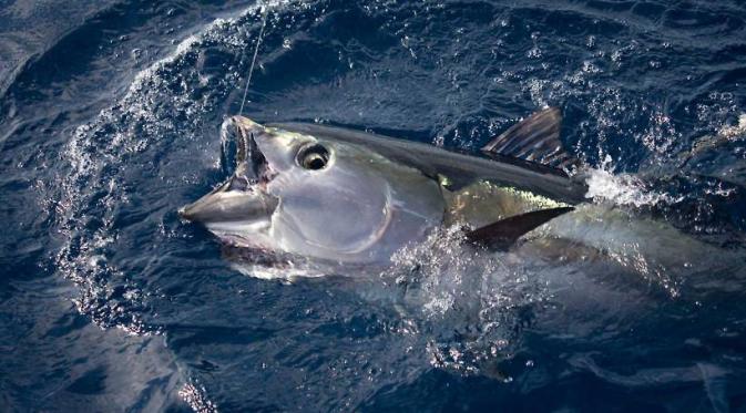 Ikan Tuna Sirip Kuning. (Foto: WWF)