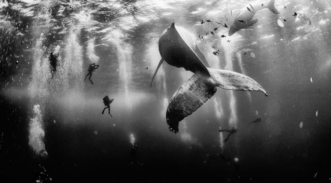 Nyanyian paus yang menemanimu menyelam di Roca Partida, pulau Revillagigedo, Meksiko. | via: travel.nationalgeographic.com
