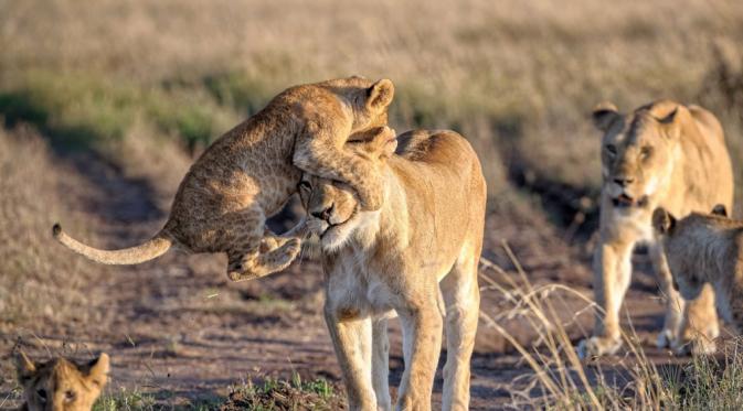 Singa yang melompat ke kepala ibunya, Masai Mara, Kenya, Afrika. | via: travel.nationalgeographic.com