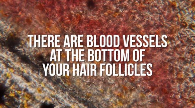 Ada pembuluh darah yang terdapat di folikel rambutmu. (Via: youtube.com)