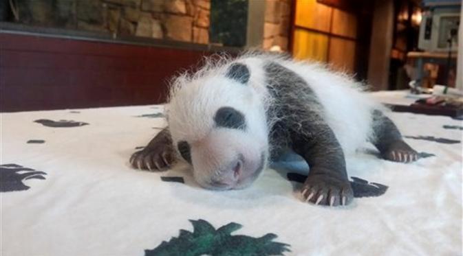 Bayi Panda Raksasa Mei Xiang Tumbuh dengan Cepat (washingtonpost)