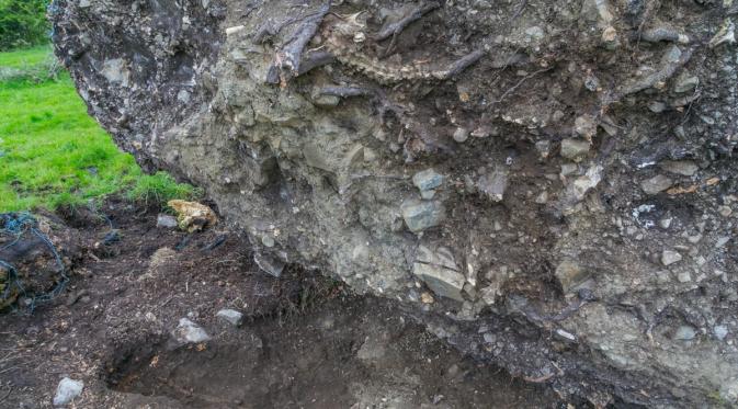 Sesosok jasad manusia ditemukan ketika pohon berusia 215 tahun tumbang di Irlandia (LiveScience/ Marion Dowd)