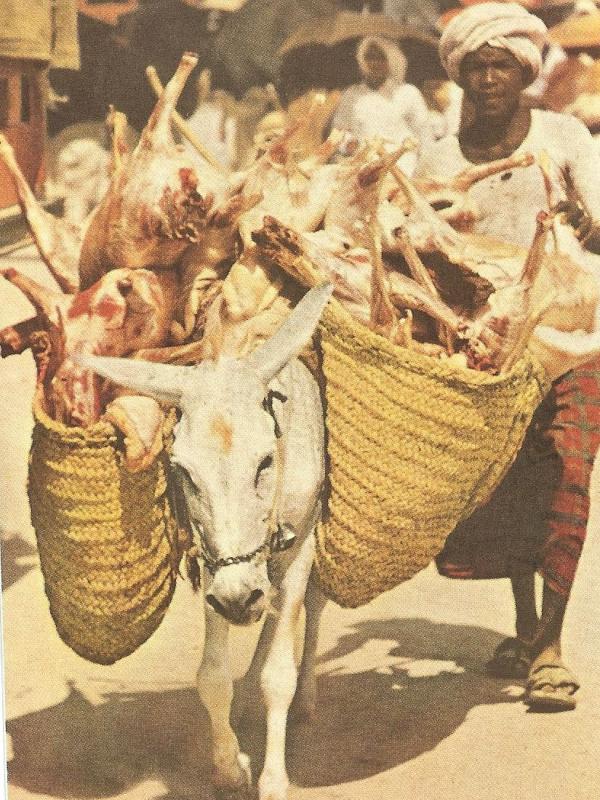 Keledai membawa hewan yang sudah dikurbankan para jamaah haji. | via: National Geographic Magazine
