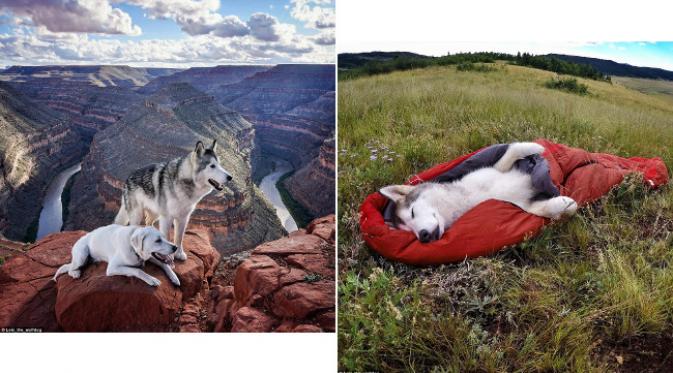 Sebagai anjing-serigala, Loki perlu tempat yang lebih luas dari pekarangan rumah. (foto: Instagram.com/Loki_the_wolfdog)