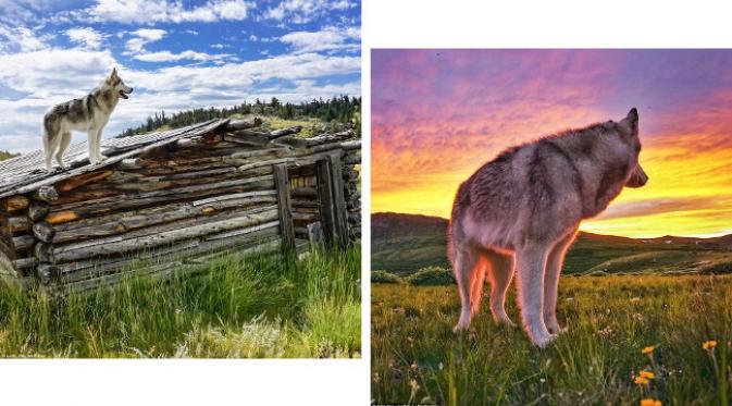 Kelly membawa Loki pergi ke negara bagian dengan lokasi alam liar, seperti Utah dan Denver. (foto: Instagram.com/Loki_the_wolfdog)