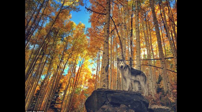 Loki si anjing-serigala senang berlarian di hutan. (foto: Instagram.com/Loki_the_wolfdog)