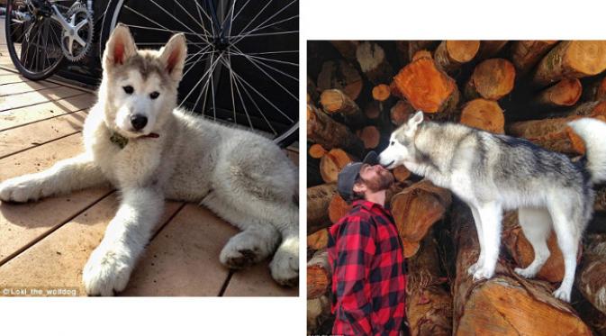 Loki diadopsi oleh Kelly saat ia masih seekor anak anjing. (foto: Instagram.com/Loki_the_wolfdog)