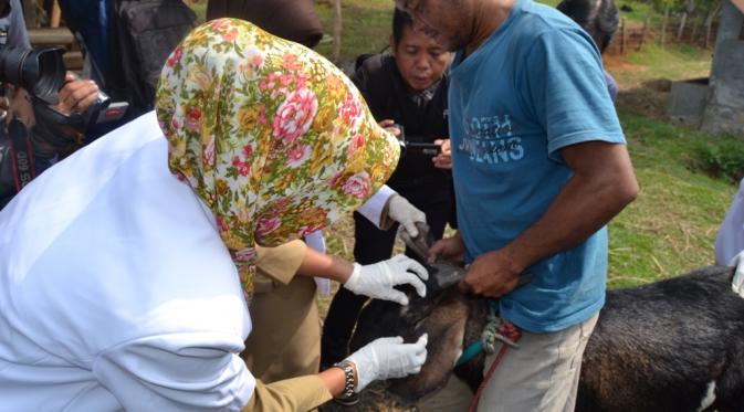Petugas Dinas Peternakan dan Kesehatan Hewan Provinsi Bengkulu memeriksa hewan kurban yang akan dipotong pada Iduladha (Liputan6.com/Yuliardi Hardjo Putro)