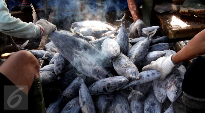Aktivitas bongkar muat ikan di Pelabuhan Muara Baru, Jakarta, Selasa (22/9/2015). Nelayan mengeluh mahalnya BBM dan Peraturan Menteri No. 2/2015 tentang larangan penggunaan pukat hela dan pukat tarik membuat nelayan merugi. (Liputan6.com/Angga Yuniar) 