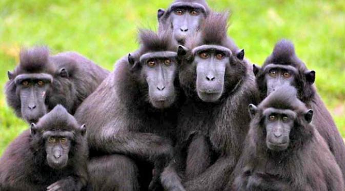 Foto koloni macaque Sulawesi dari travelfoodfashion.com