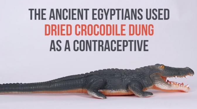 Orang Mesir Kuno pakai kotoran buaya sebagai alat kontrasepsi. (Via: youtube.com)